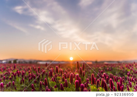 夕焼けの河北潟のクリムゾンクローバ 夕焼けの河北潟のクリムゾンクローバ 92336950