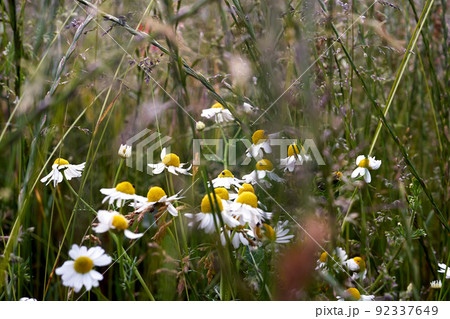 Selective focus on daisies, wild daisies in summer meadow Selective focus on daisies, wild daisies in summer meadow 92337649