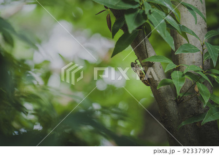 初夏の樹木にとまって鳴くミンミンゼミ 92337997