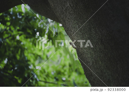 初夏の樹木にとまって鳴くアブラゼミ 初夏の樹木にとまって鳴くアブラゼミ 92338000