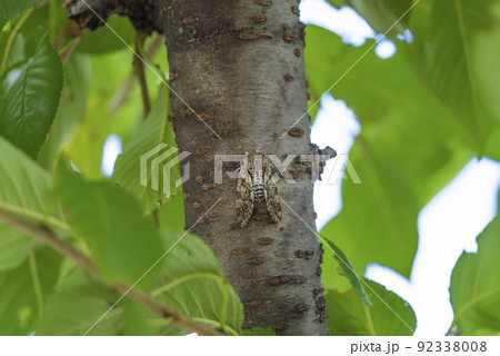 初夏の樹木にとまって鳴くニイニイゼミ 92338008