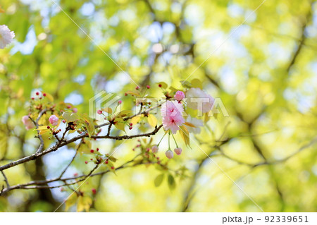 ナラノヤエザクラの花 ナラノヤエザクラの花 92339651