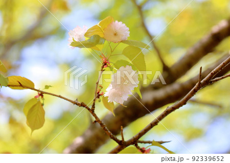 ナラノヤエザクラの花 92339652