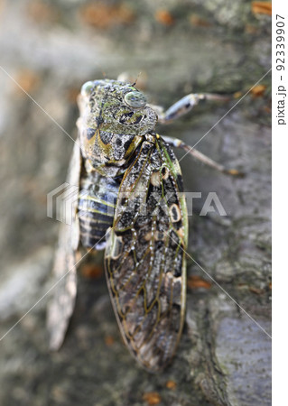 ニイニイゼミ 92339907