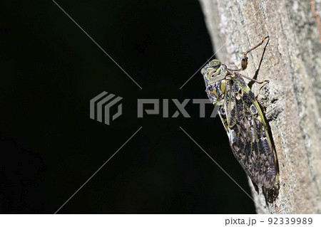 ニイニイゼミ 92339989