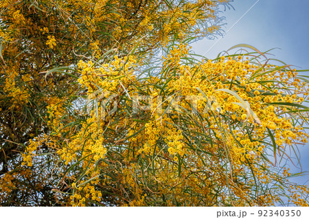 Mimosa bush on the island of Sardinia 92340350