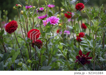 Dahlias, beautiful red dahlias. Selective focus on flowers in blurred garden background. Dahlias, beautiful red dahlias. Selective focus on flowers in blurred garden background. 92341084