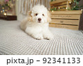 トイプードル　スタジオイメージ写真 92341133