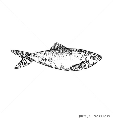 herring fish sketch hand drawn vector herring fish sketch hand drawn vector 92341239