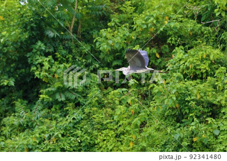 2021日本で一番幸せな町に選ばれた埼玉県鳩山町の緑の植物を背景に気持ち良さそうに飛ぶ一羽のアオサギ 2021日本で一番幸せな町に選ばれた埼玉県鳩山町の緑の植物を背景に気持ち良さそうに飛ぶ一羽のアオサギ 92341480