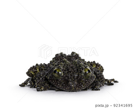 Mossy frog on white background 92341695