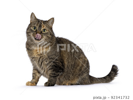 Tortie house cat on white background 92341732