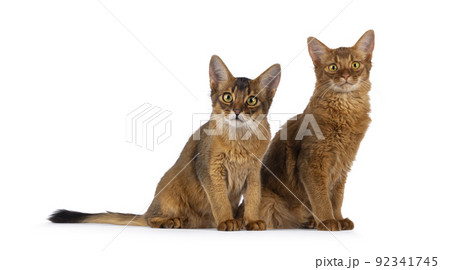 Somali cat kitten on white Somali cat kitten on white 92341745