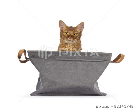 Somali cat kitten on white Somali cat kitten on white 92341749