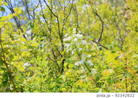 リキュウバイの花 リキュウバイの花 92342622