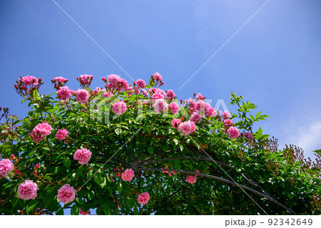 2022年春バラ 2022年春バラ 92342649