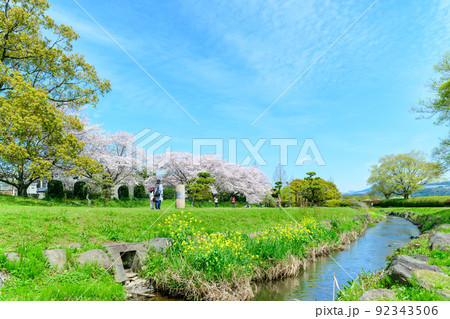 美しい桜満開景色「春空を背景に桜と小川風景」秋津川河川公園 92343506