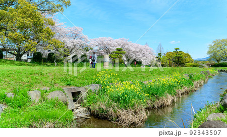 美しい桜満開景色「春空を背景に桜と小川風景」秋津川河川公園 美しい桜満開景色「春空を背景に桜と小川風景」秋津川河川公園 92343507