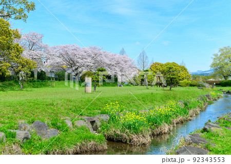 美しい桜満開景色「春空を背景に桜と小川風景」秋津川河川公園 美しい桜満開景色「春空を背景に桜と小川風景」秋津川河川公園 92343553