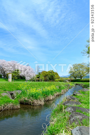 美しい桜満開景色「春空を背景に桜と小川風景」秋津川河川公園 美しい桜満開景色「春空を背景に桜と小川風景」秋津川河川公園 92343556