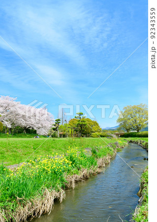 美しい桜満開景色「春空を背景に桜と小川風景」秋津川河川公園 美しい桜満開景色「春空を背景に桜と小川風景」秋津川河川公園 92343559