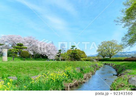 美しい桜満開景色「春空を背景に桜と小川風景」秋津川河川公園 美しい桜満開景色「春空を背景に桜と小川風景」秋津川河川公園 92343560