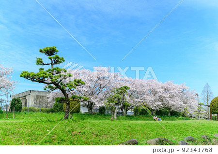 春空を背景に美しい桜満開風景「秋津川河川公園」お花見スポット・観光名所 92343768