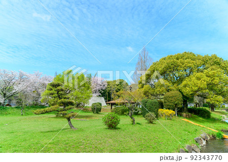 春空を背景に美しい桜満開風景「秋津川河川公園」お花見スポット・観光名所 春空を背景に美しい桜満開風景「秋津川河川公園」お花見スポット・観光名所 92343770