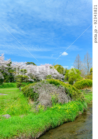 春空を背景に美しい桜満開風景「秋津川河川公園」お花見スポット・観光名所 春空を背景に美しい桜満開風景「秋津川河川公園」お花見スポット・観光名所 92343821