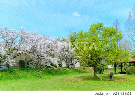 春空を背景に美しい桜満開風景「秋津川河川公園」お花見スポット・観光名所 92343831