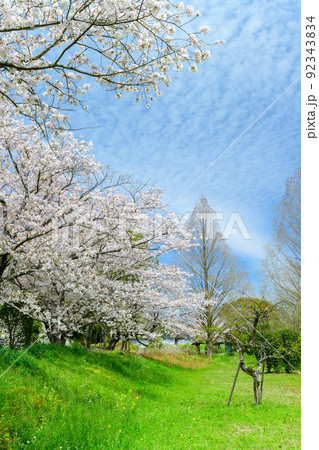 春空を背景に美しい桜満開風景「秋津川河川公園」お花見スポット・観光名所 92343834