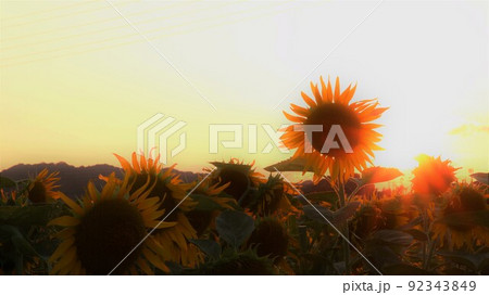 ひまわりと夕陽 ひまわりと夕陽 92343849