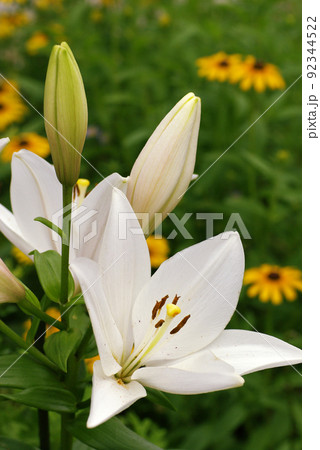 白いユリ（百合）の花が清楚で美しい 92344522
