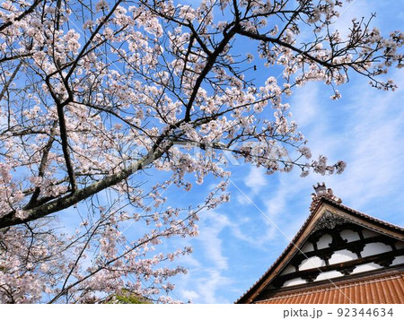 教善寺と桜の木 (東広島市西条町) 教善寺と桜の木 (東広島市西条町) 92344634