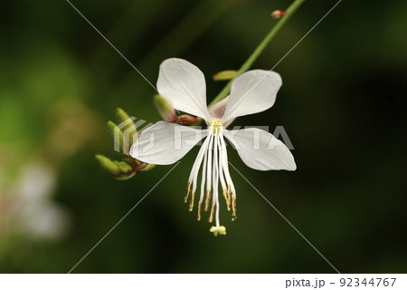 白い花を付けたガウラ(ハクチョウソウ)が優雅に風に揺れていた 白い花を付けたガウラ(ハクチョウソウ)が優雅に風に揺れていた 92344767