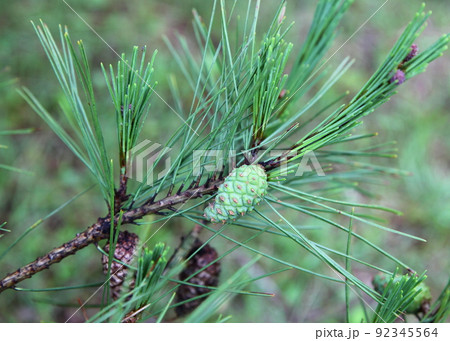 若いマツの実（マツカサ） 92345564