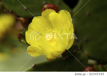 透明感のあるタンシウチワ（単棘団扇）の黄色い花が可愛い 92345595