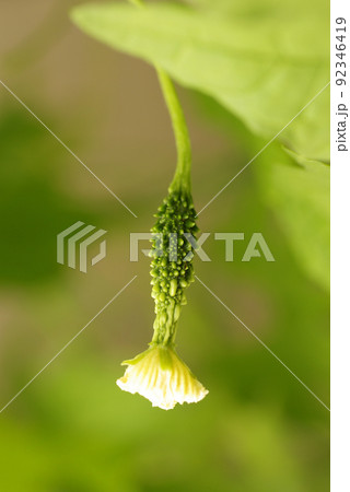 ゴーヤ(ツルレイシ,ニガウリ)の花や蔓の様子が面白い ゴーヤ(ツルレイシ,ニガウリ)の花や蔓の様子が面白い 92346419