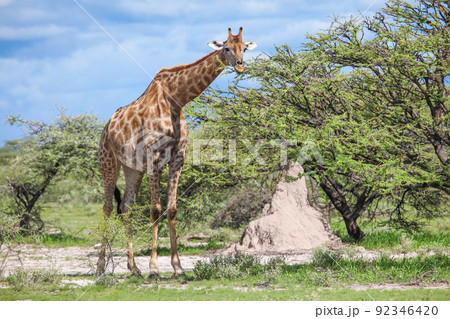 Angolan giraffe Angolan giraffe 92346420