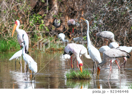 Yellow-billed storks and a great white egret 92346446