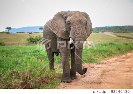 African bush elephant African bush elephant 92346450