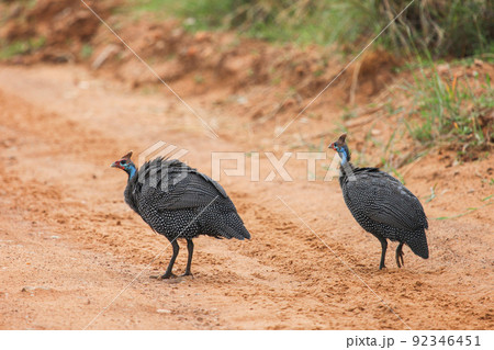 Helmeted guineafowls 92346451