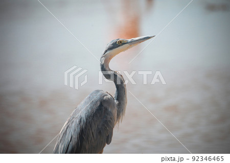 Black-headed heron Black-headed heron 92346465
