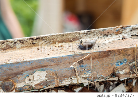 small snail on an old piece of wood, close up 92347377