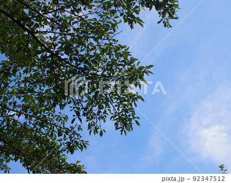 夏のサクラと青空 夏のサクラと青空 92347512