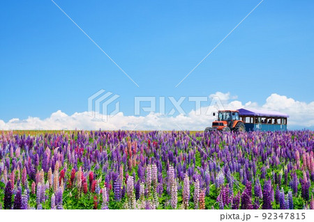 ルピナス畑とトラクターバス 92347815