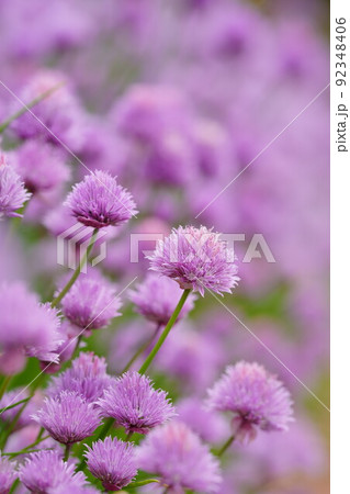 チャイブの花 92348406