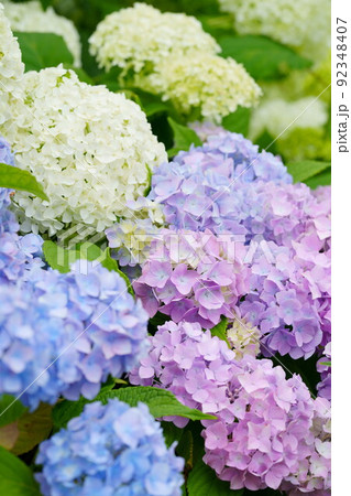 アナベルとグラデーションあじさい 92348407