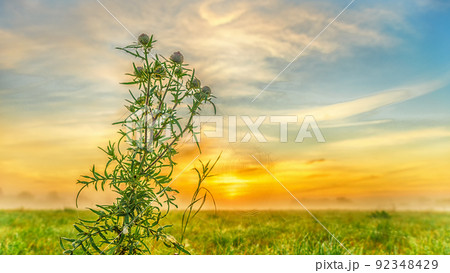 Large green thistle bush and circular spider web in a dawn field against the sky, close-up Large green thistle bush and circular spider web in a dawn field against the sky, close-up 92348429