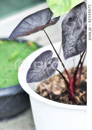 colocasia black ripple , Colocasia or black Colocasia plant and Colocasia esculenta or colocasia black coral. 92349975